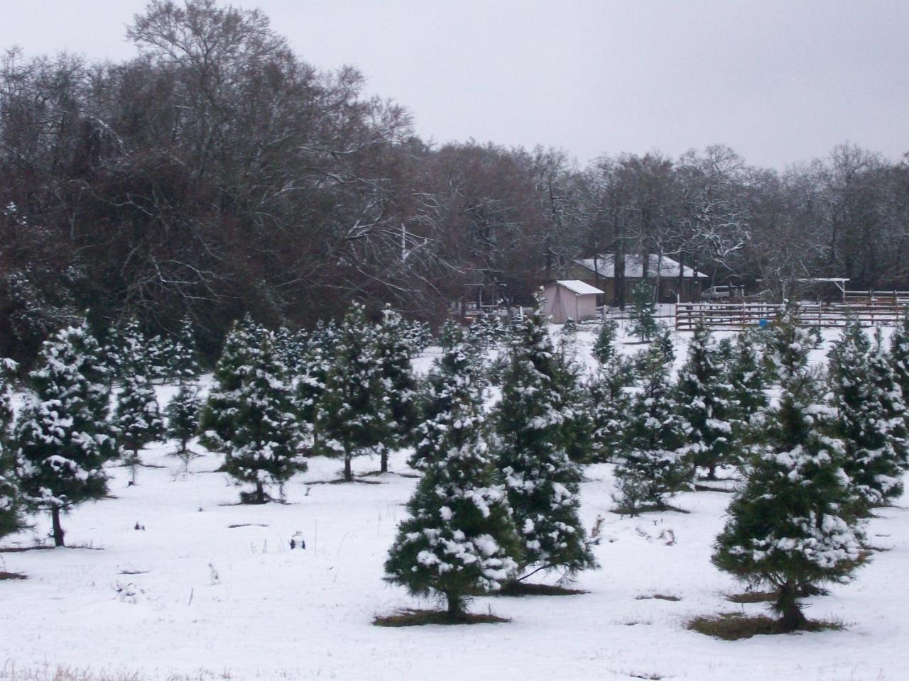 Kelumac Christmas Tree Farm B&B Bryan Exteriér fotografie