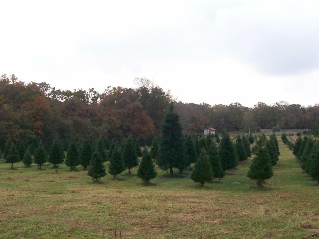 Kelumac Christmas Tree Farm B&B Bryan Exteriér fotografie
