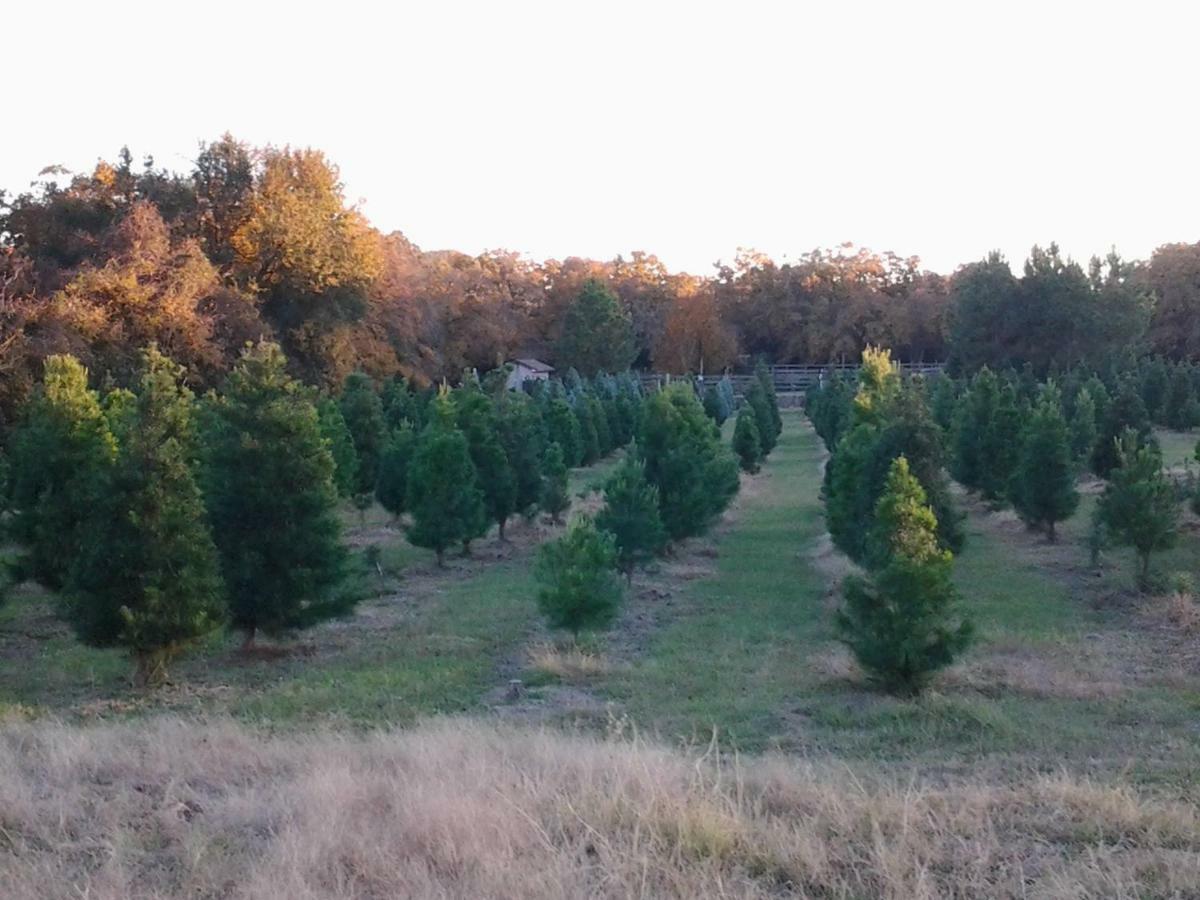 Kelumac Christmas Tree Farm B&B Bryan Exteriér fotografie